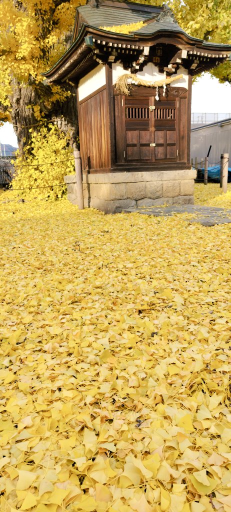 min_2463's tweet image. ある大銀杏が見頃と聞いて。
黄色い絨毯を楽しんでも、雄なので臭くない。