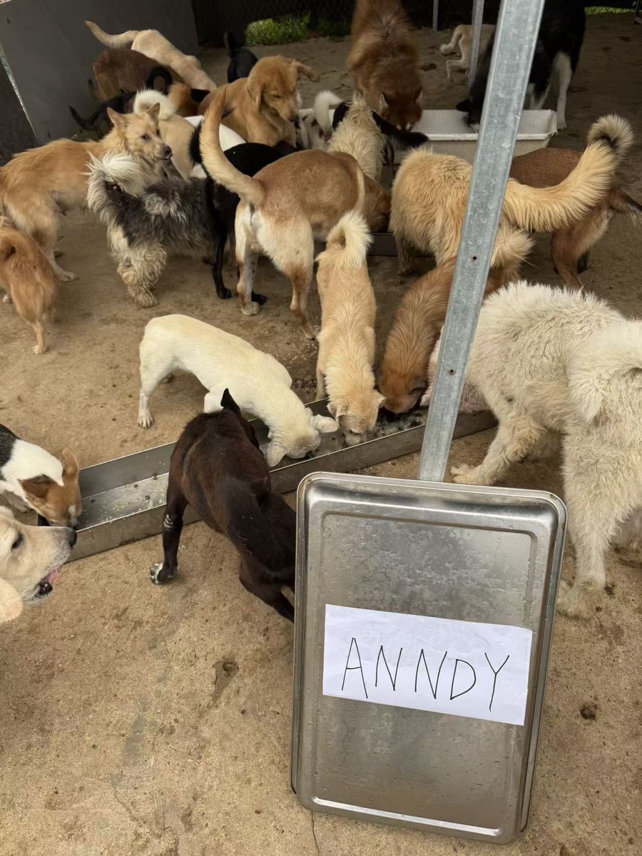 anndylian's tweet image. Donation to a private animal shelter in Xian, China. 

We continue to take care of animals within our means. I am using $BNB. You should, too.

Thank you, team @Blockcastcc, @redecentralise, @jennyzheng719, @AnndyFund, and Noel. 

PS: My previous post, dated 12 Nov, had a typo; I…