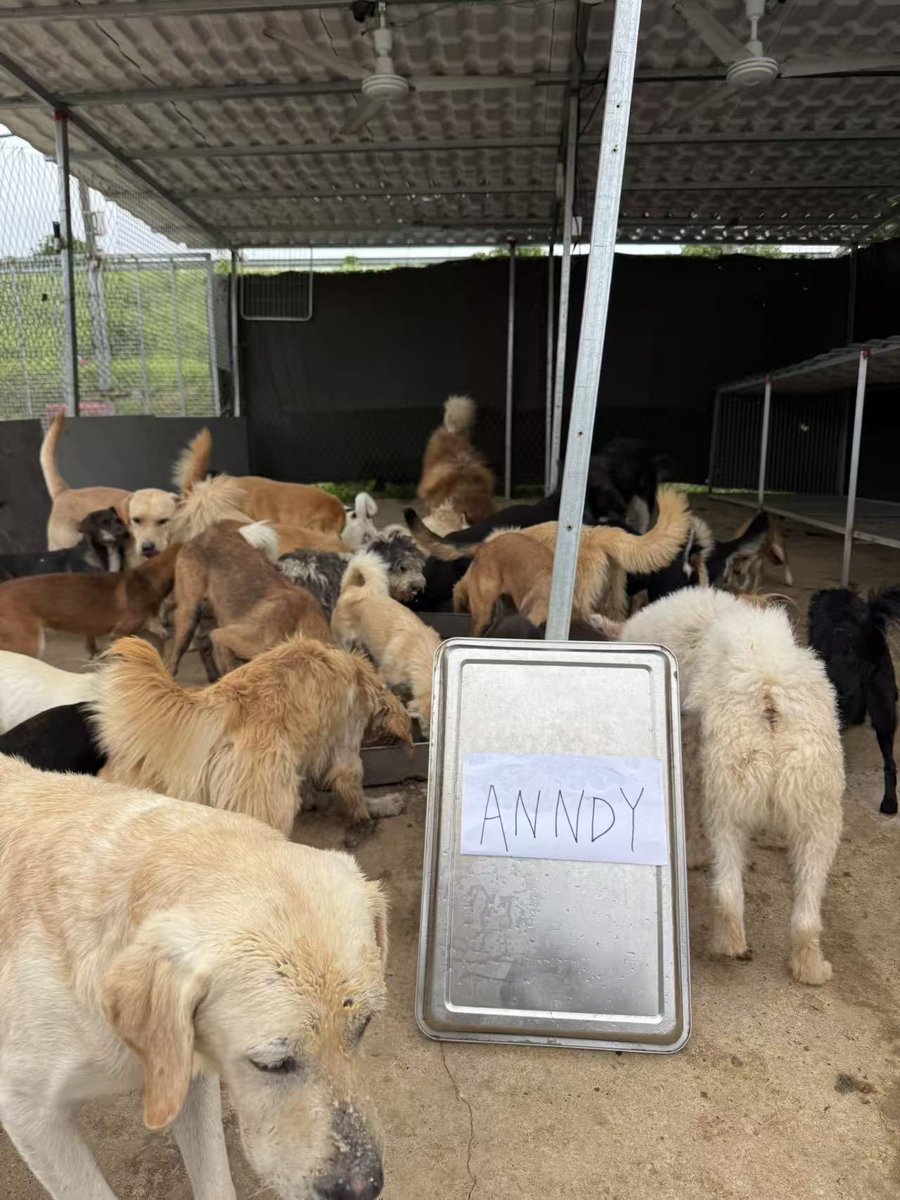 anndylian's tweet image. Donation to a private animal shelter in Xian, China. 

We continue to take care of animals within our means. I am using $BNB. You should, too.

Thank you, team @Blockcastcc, @redecentralise, @jennyzheng719, @AnndyFund, and Noel. 

PS: My previous post, dated 12 Nov, had a typo; I…