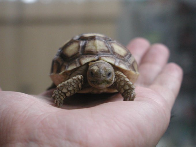 織田尚 tweet media