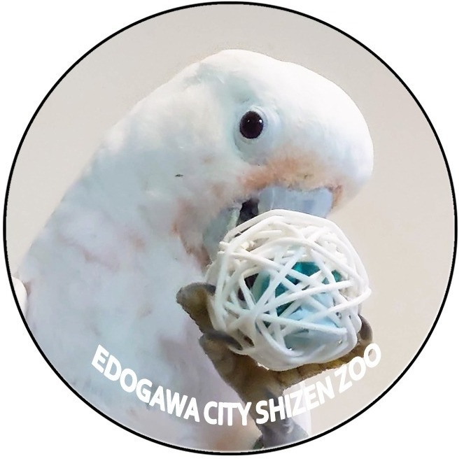 nekochanniko's tweet image. ウクライナで   わたしも撃たれた  ,   パトの  國よりの勲章は  ,   われわれの物でも  ,  ,   あってほしいとはねがう ,  ,