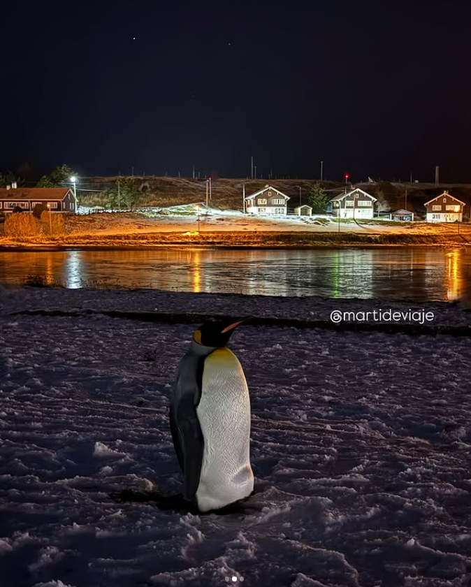 Imagen_Arg's tweet image. Un pingüino rey en pleno centro de Ushuaia 🐧
Ph martideviaje