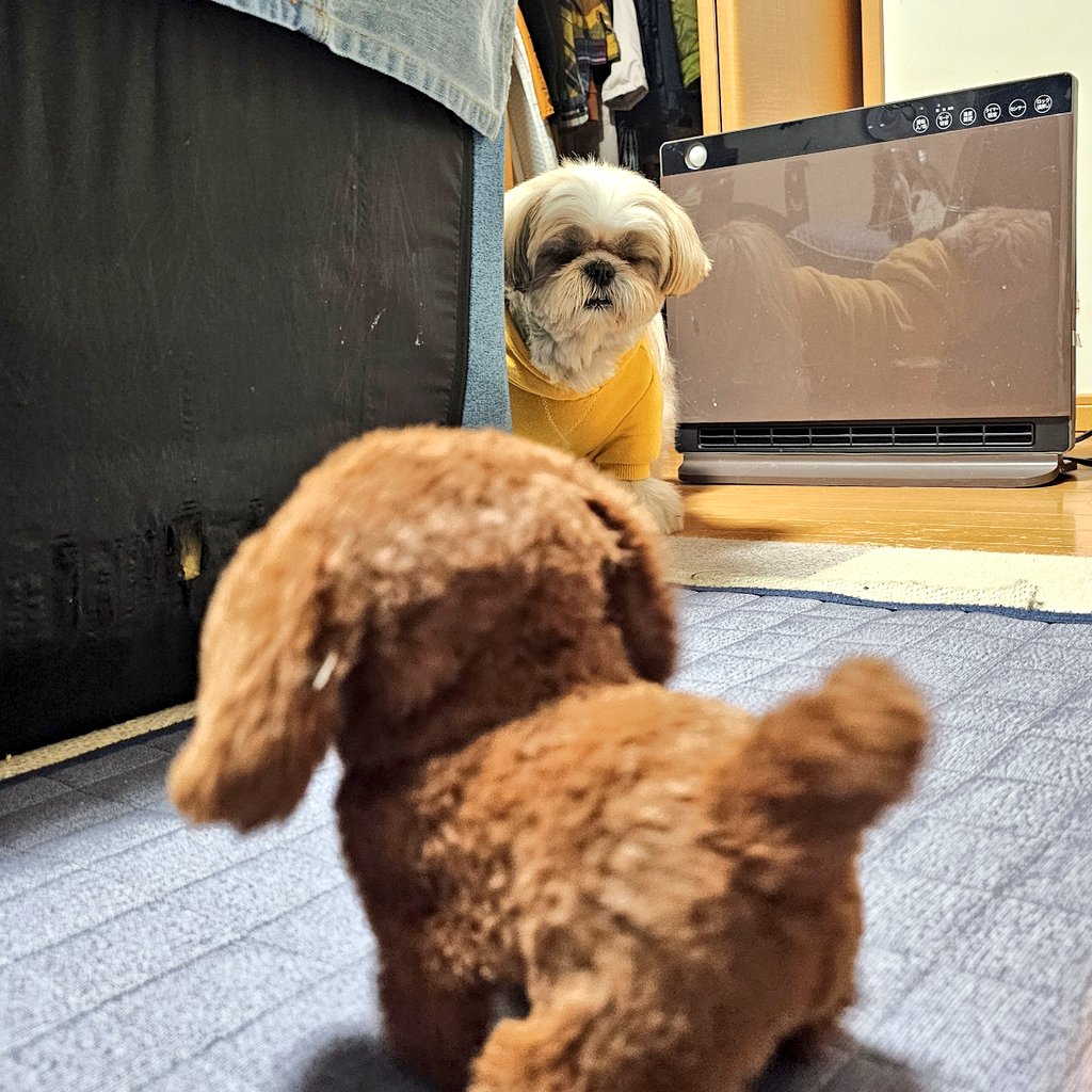 しおまめはなちゃん🐾̑̈‎´(◍•㉦•◍)๑ﾜﾝ! (@lovesiomame0013) / Posts / X