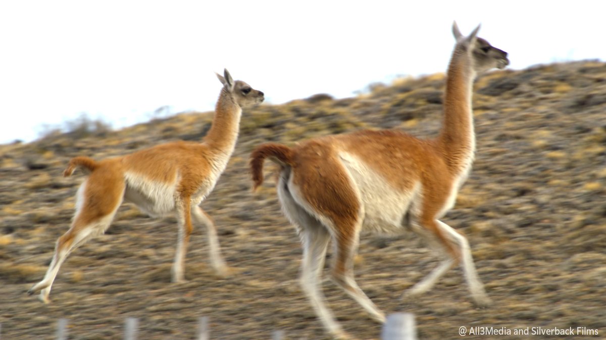 nhk_darwin's tweet image. 南米に暮らすグアナコ

髙地であるパタゴニアでは常に強風が吹き荒れます🌬️🌬️🥶

でも、グアナコの毛皮は２層構造になっていて、
冷たい風から身を守ってくれるんです

🟧⏰30日 日曜夜7時30分～🟧
『ピンチを乗り切れ！ 子育てサバイバル』
nhk.jp/darwin/

#ダーウィンが来た