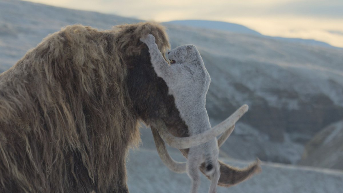 EarthArchivesHQ's tweet image. A clip from the upcoming series &quot;Prehistoric Planet: Ice Age&quot; shows how iconic ice age creatures adapted to their changing environment as temperatures rose and ice sheets started to melt.

livescience.com/animals/extinc…

#fossils #paleontology