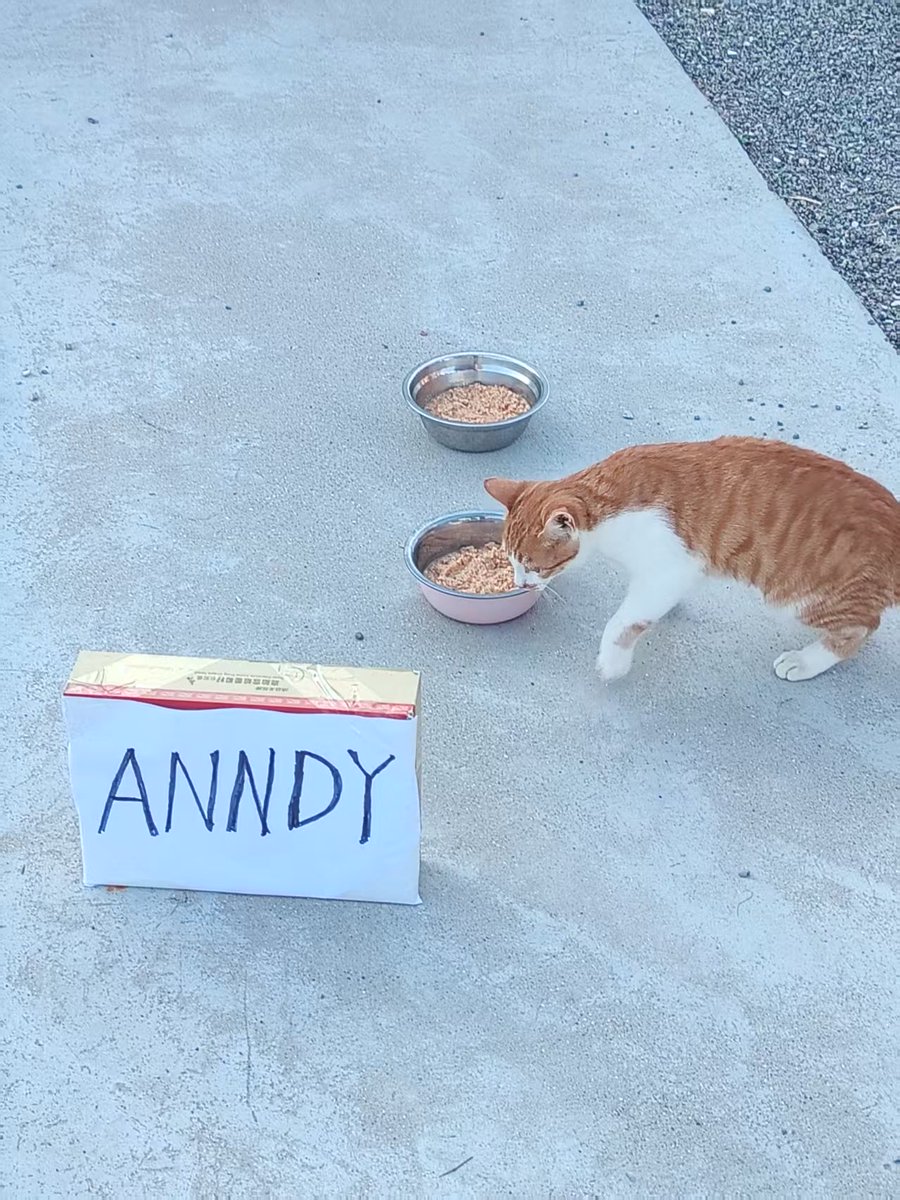 anndylian's tweet image. Happy thanksgiving! Another private animal shelter donation! We are at Guizhou, China.

Meow meowl meowll!

Thanks to @Blockcastcc @redecentralise @jennyzheng719 @Cosma9861 @AnndyFund @kurumiCTO and SOO. 

We continue to do good using $BNB @BNBCHAIN. 

- Team Anndy