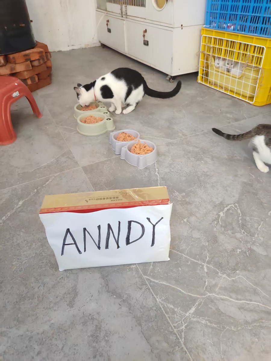 anndylian's tweet image. Happy thanksgiving! Another private animal shelter donation! We are at Guizhou, China.

Meow meowl meowll!

Thanks to @Blockcastcc @redecentralise @jennyzheng719 @Cosma9861 @AnndyFund @kurumiCTO and SOO. 

We continue to do good using $BNB @BNBCHAIN. 

- Team Anndy