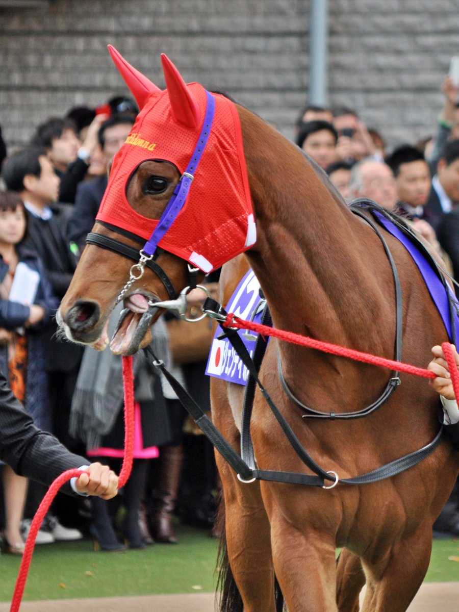 umatsuk_hkd3's tweet image. オルフェーヴルとの叩き合いを思い出します
命日はその13年前のジャパンカップと
同じ日だったんですね

ジェンティルドンナ、お疲れ様でした