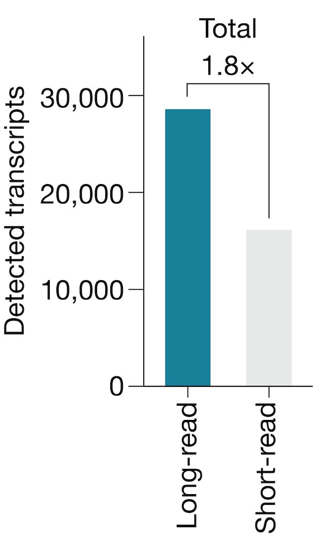 nevillesanjana's tweet image. We detect 1000s of transcripts in single-cells that would not be possible with short-read — even with many less UMIs per cell.