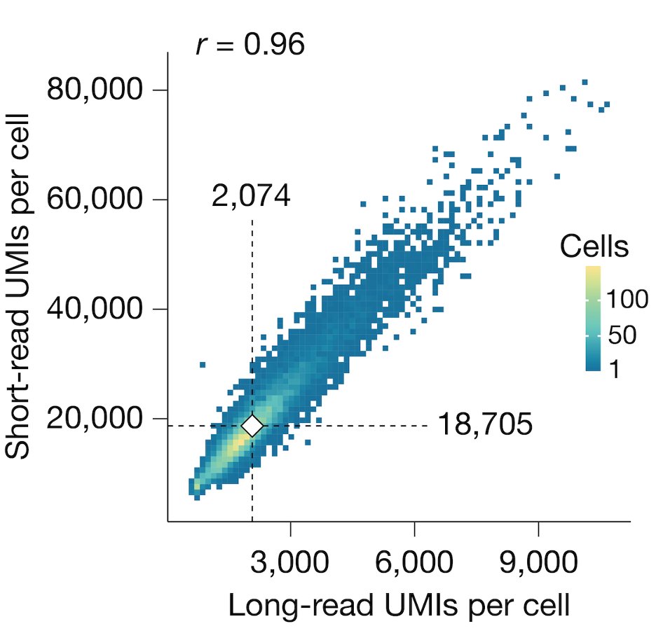 nevillesanjana's tweet image. We detect 1000s of transcripts in single-cells that would not be possible with short-read — even with many less UMIs per cell.