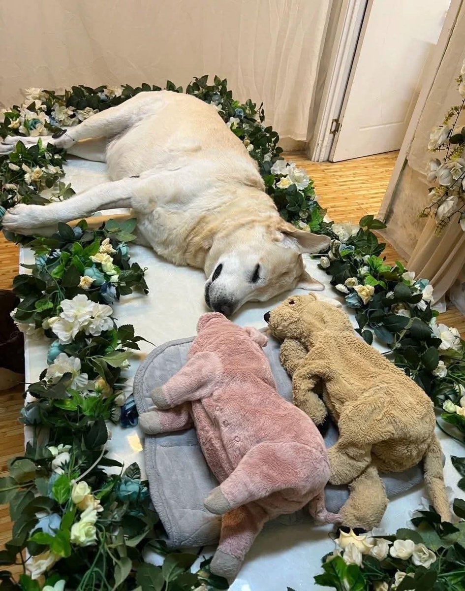 _XDogs's tweet image. Please don&apos;t swipe past without sending him some love and prayer ❤🐾