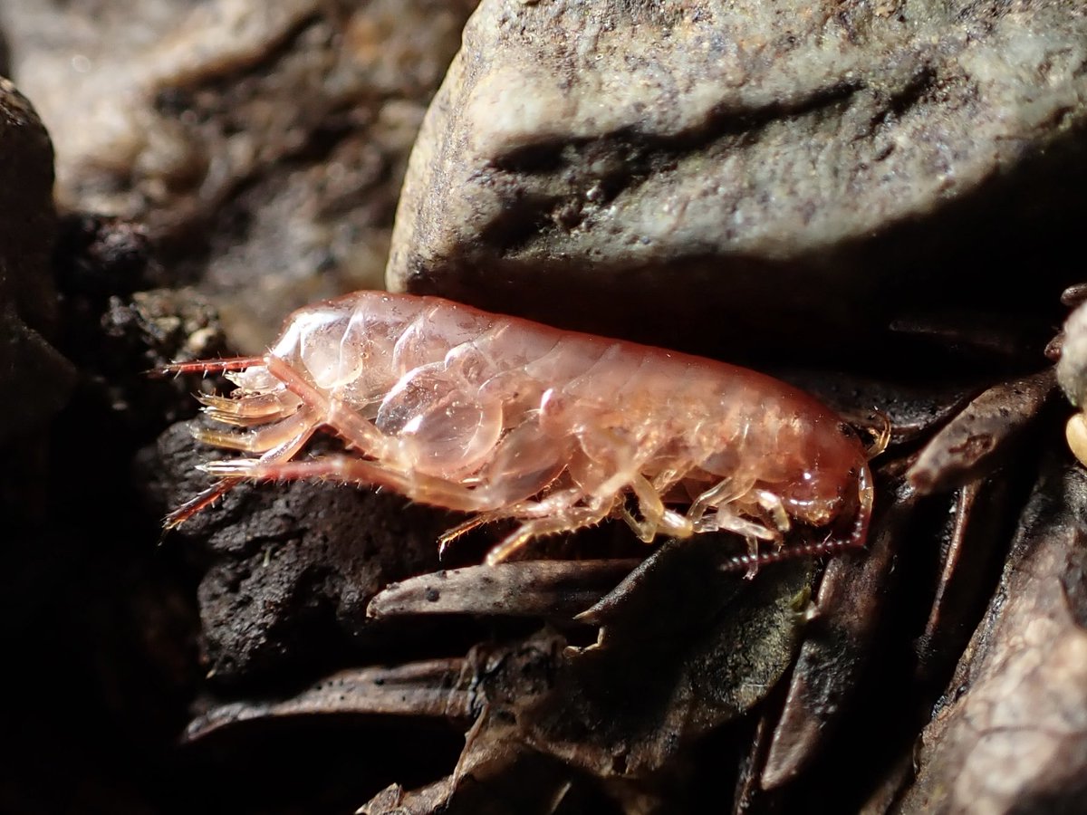山奥で見つけた赤色のヨコエビ
他に見つけたヨコエビは土と同じような色なのに，この個体だけ赤い色をしていた