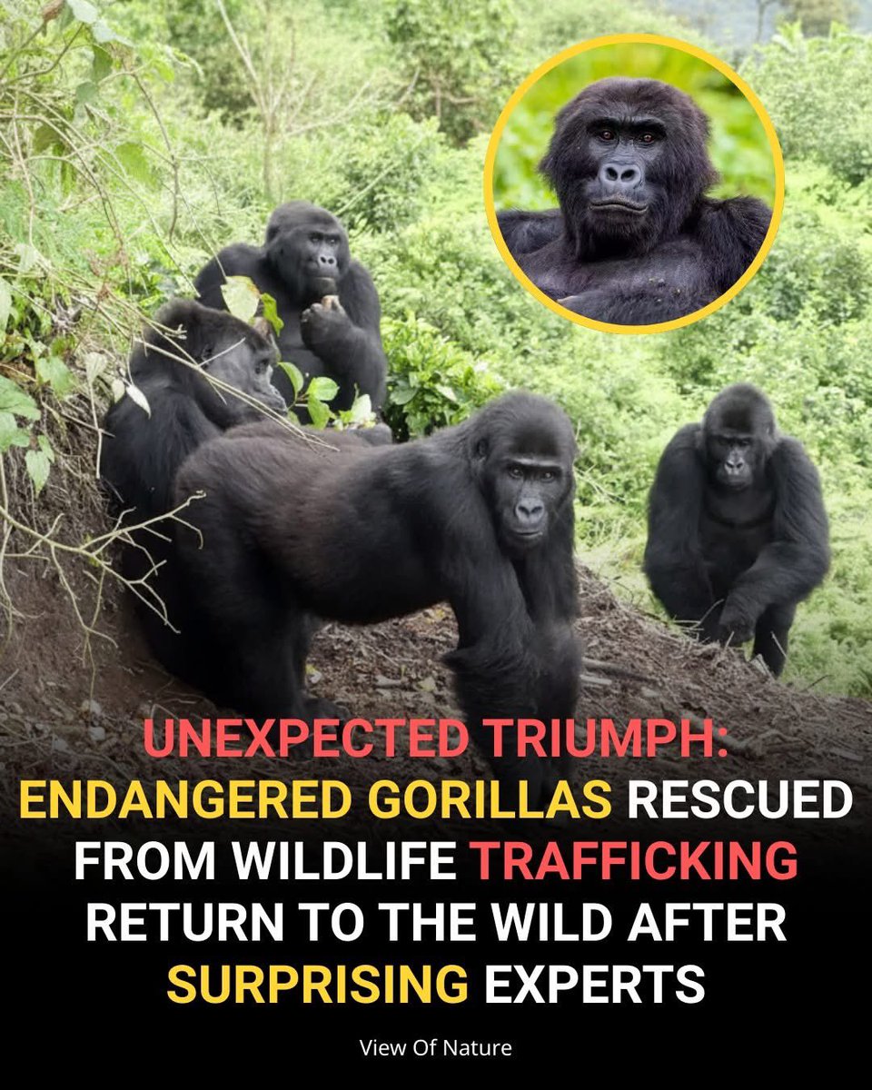 domdyer70's tweet image. Here is a truly emotional conservation victory! 😭 Four critically endangered female Eastern lowland GORILLAS—Isangi, Lulingu, Mapendo, and Ndjingala—have returned to the wild in Virunga National Park, DRC, after being rescued from the illegal wildlife TRAFFICKING trade.

The…