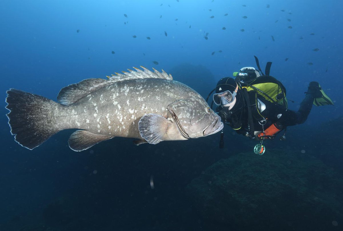 MilesMuncher's tweet photo. The incredible encounter at Madeira, Garajau!

It was a majestic experience to make eye-to-eye contact with a giant grouper named Elvis.

Photo by Marcel Gaborel. https://t.co/jKX87lCeSz