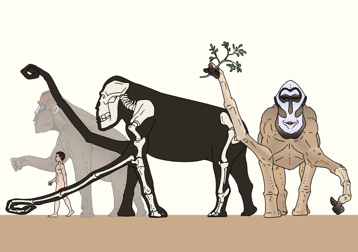 アフターサピエンスの表紙のブロント人間がなぜ人の顔のままなのか？　人間は草食に特化する過程で臼歯が発達し、顎と顔が長くなる。これはヒヒで実際に起こっている。この状態が旗人間
その後、臼歯が水平置換を行うようになり、顎が二次的に短縮したのがブロント人間