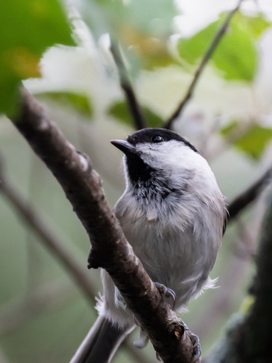今更ながら本日はPENTAX106周年なので、今年PENTAXで撮った写真をあげます