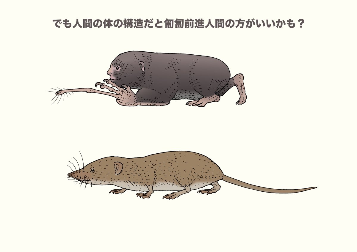 奇妙なことに草食のゲラダヒヒも顔は猿のままで、目が横につく状態、多くの植物食哺乳類に見られる目の配置にはならなかった。これは性淘汰のせいかもしれないし、集団生活を送り、皆で敵を監視するせいかもしれない。この制限を超えて人の顔を人から逸脱させるには、一度、人を小型化すればいい