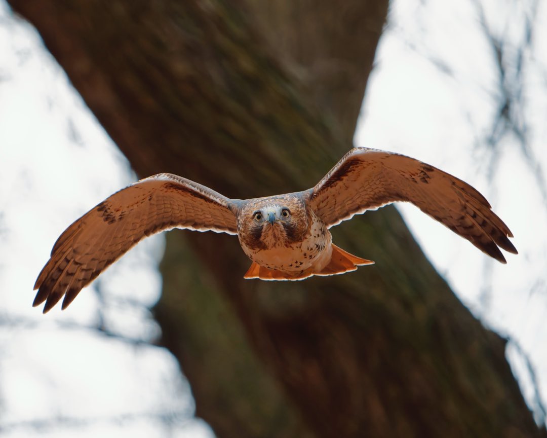 BagelsAndWalks's tweet image. A Red-tailed Hawk on the hunt flies through the Ramble.

Central Park, New York City
#birdcpp #birdtwitter #centralpark