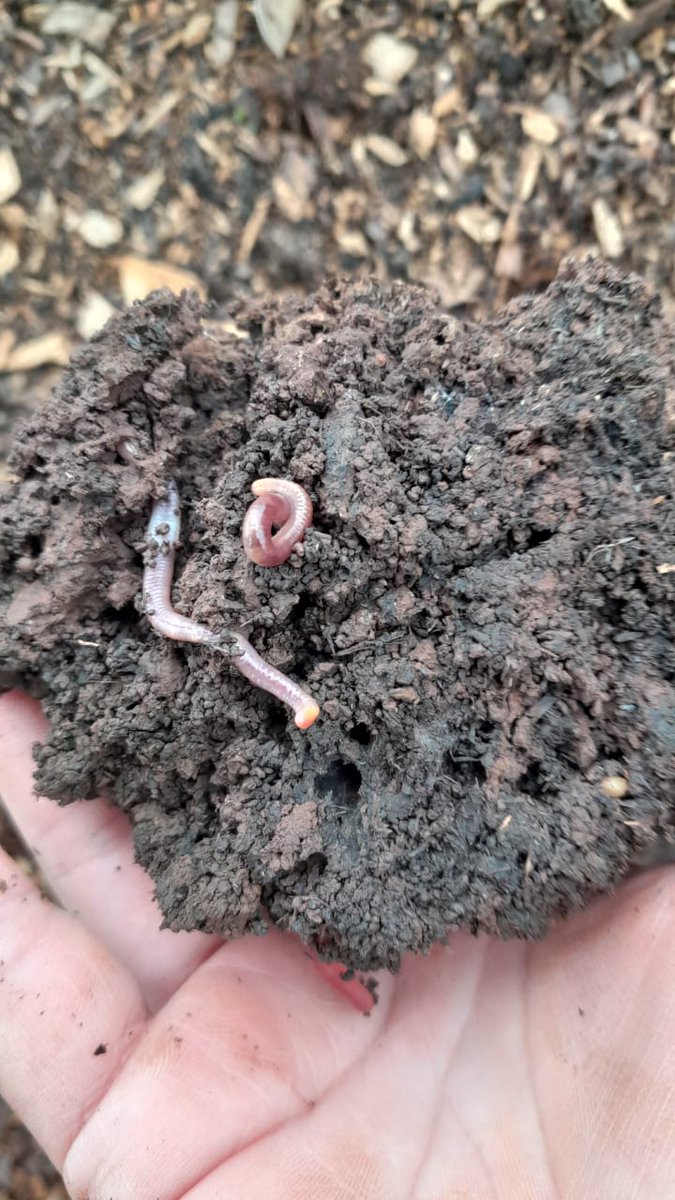 El uso del abono natural produce mayor cantidad de materia verde y aumenta la diversidad de la cobertura verde
inym.org.ar/noticias/produ…