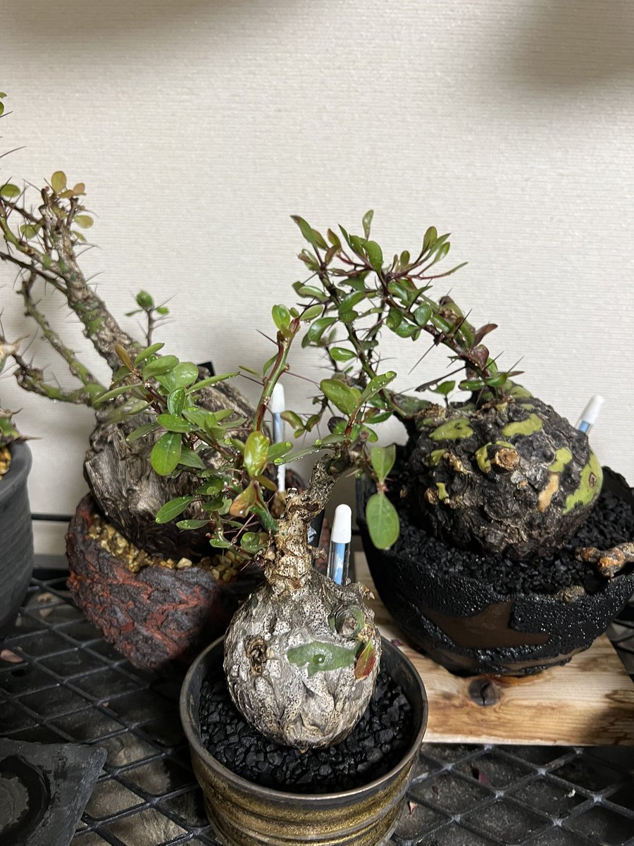 kimuraebinamazu's tweet image. 室内で調子イイーズ😄
うちのファシクラータは室内の方が葉が安定して出てきます。
室内の方が調子が良いのか？🤔
ずっと室内で育ててもええんよ！🤣
#ファシクラータ