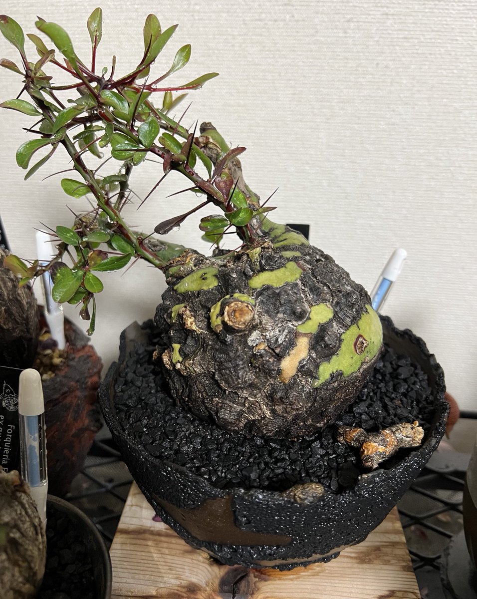 kimuraebinamazu's tweet image. 室内で調子イイーズ😄
うちのファシクラータは室内の方が葉が安定して出てきます。
室内の方が調子が良いのか？🤔
ずっと室内で育ててもええんよ！🤣
#ファシクラータ