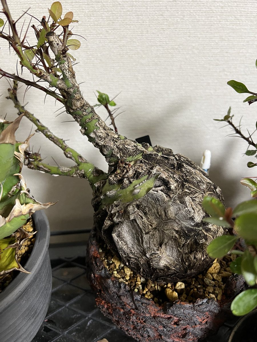 kimuraebinamazu's tweet image. 室内で調子イイーズ😄
うちのファシクラータは室内の方が葉が安定して出てきます。
室内の方が調子が良いのか？🤔
ずっと室内で育ててもええんよ！🤣
#ファシクラータ