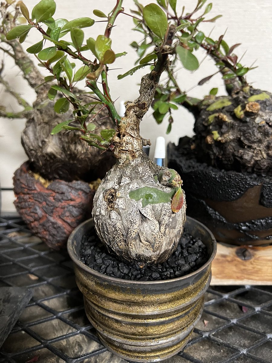 kimuraebinamazu's tweet image. 室内で調子イイーズ😄
うちのファシクラータは室内の方が葉が安定して出てきます。
室内の方が調子が良いのか？🤔
ずっと室内で育ててもええんよ！🤣
#ファシクラータ