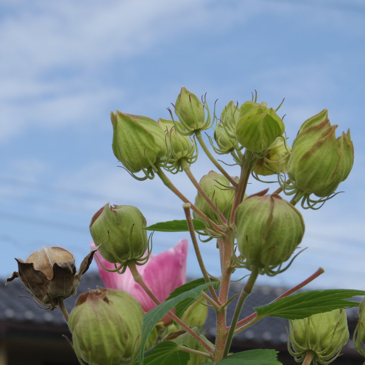 #PENTAXの日　とのことなので　Q10