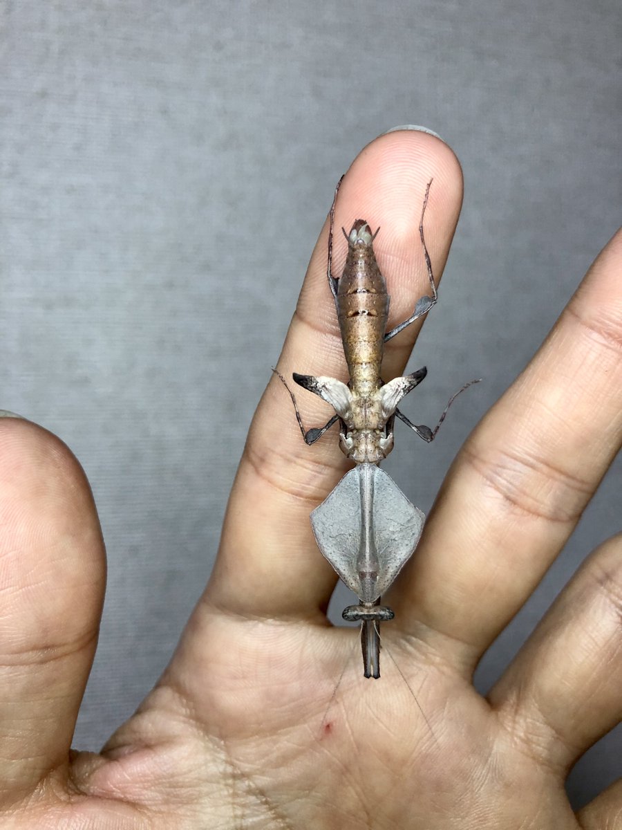 K. Yαmαsαki (@mtpeaks) / Posts / X