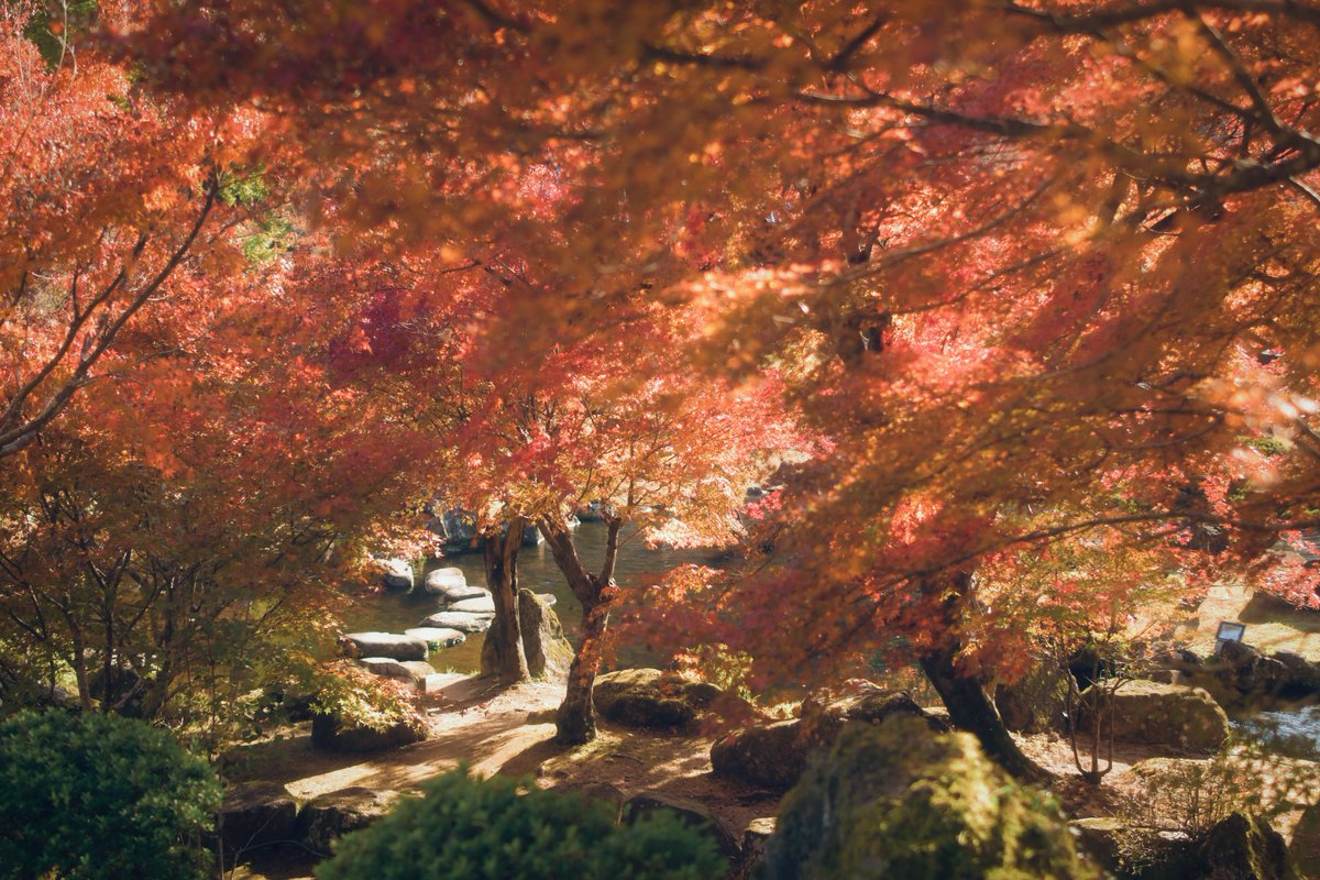 大分県中津市耶馬溪ダムの紅葉　4K