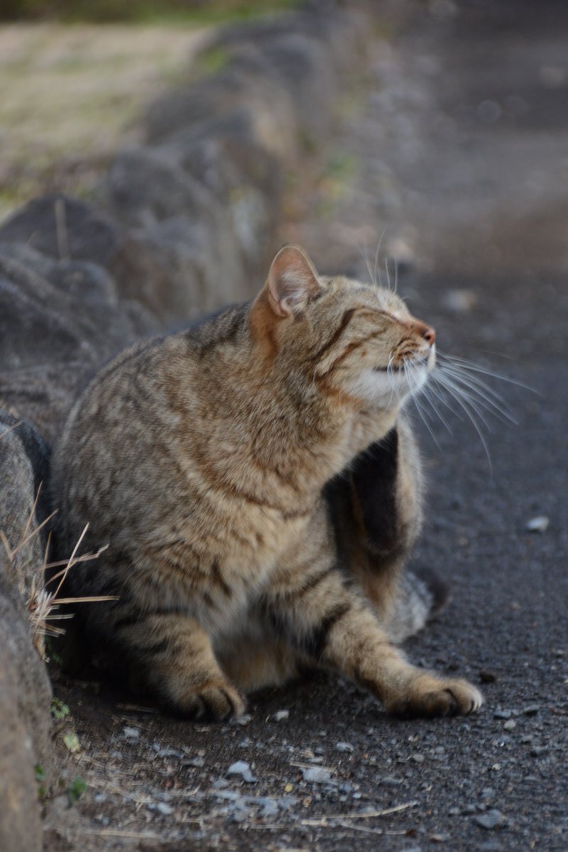 今日はPENTAXの日か！！なかなか新製品のリリースが無いけど、最近はニコンやキヤノンも使ってるけど、学生時代からPENTAXユーザー。これからも楽しい製品を楽しみにしてます。