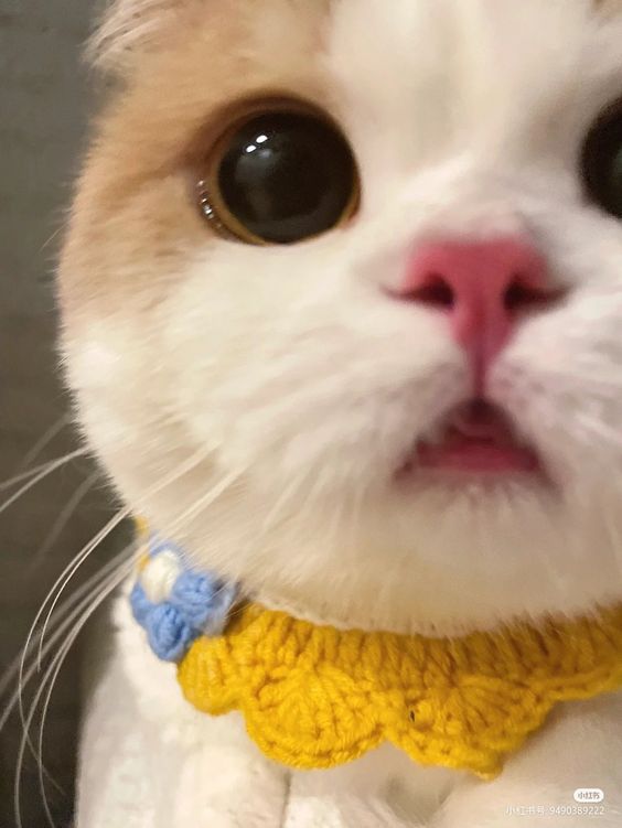 small kittens are cute tweet media