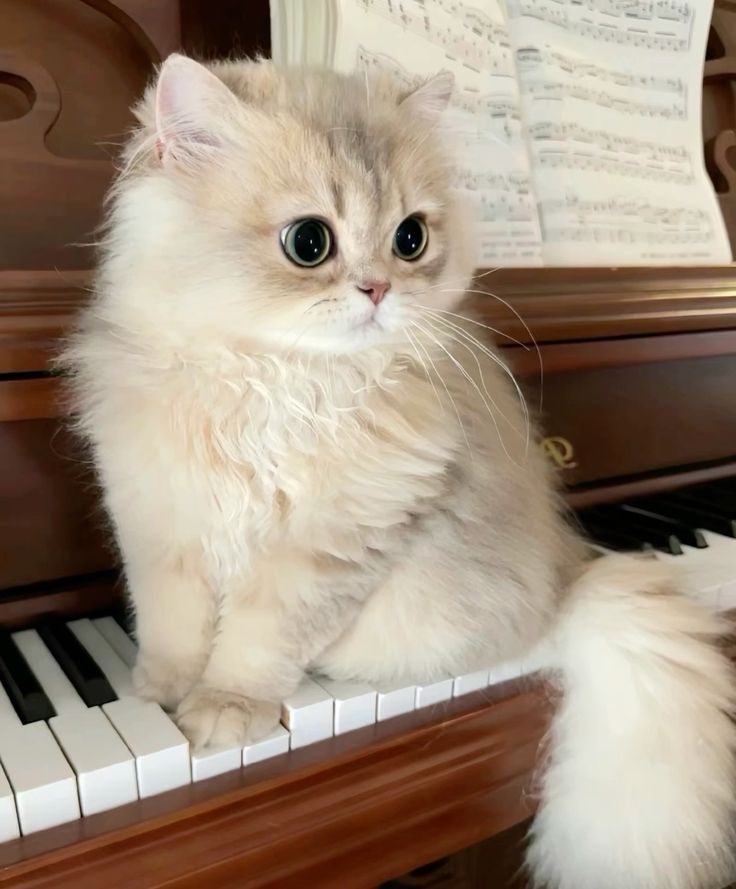 small kittens are cute (@smallcutekitten) on Twitter photo 