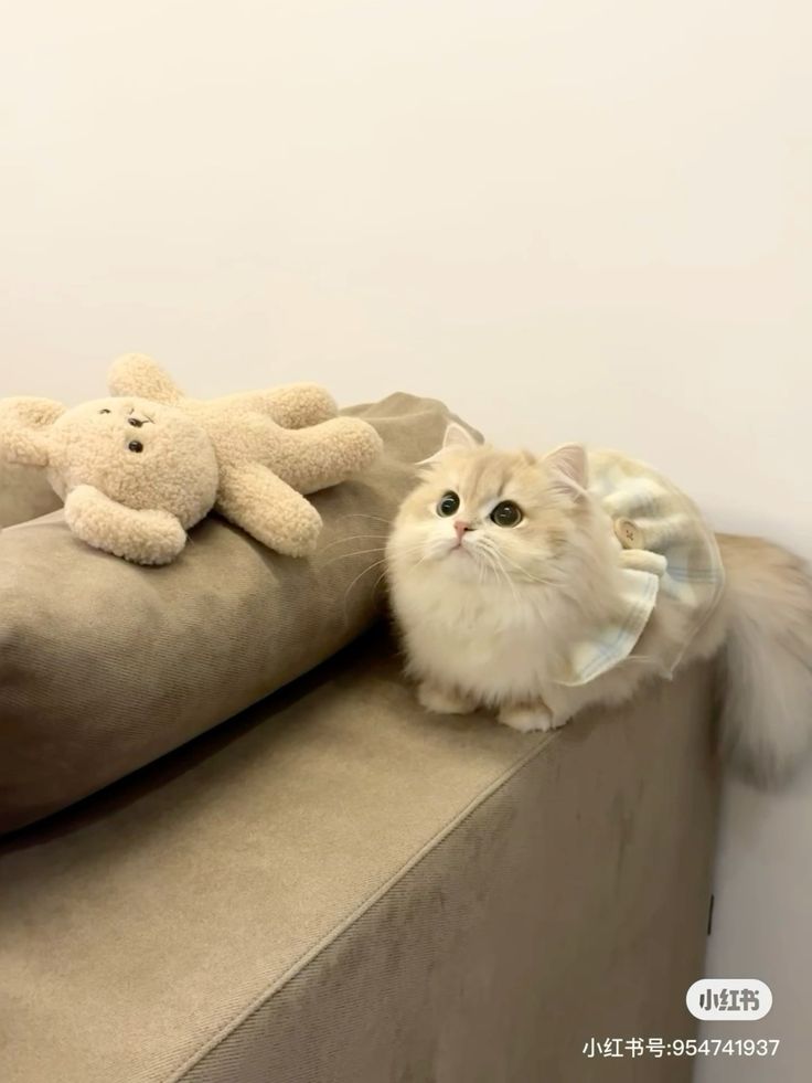 small kittens are cute (@smallcutekitten) on Twitter photo 