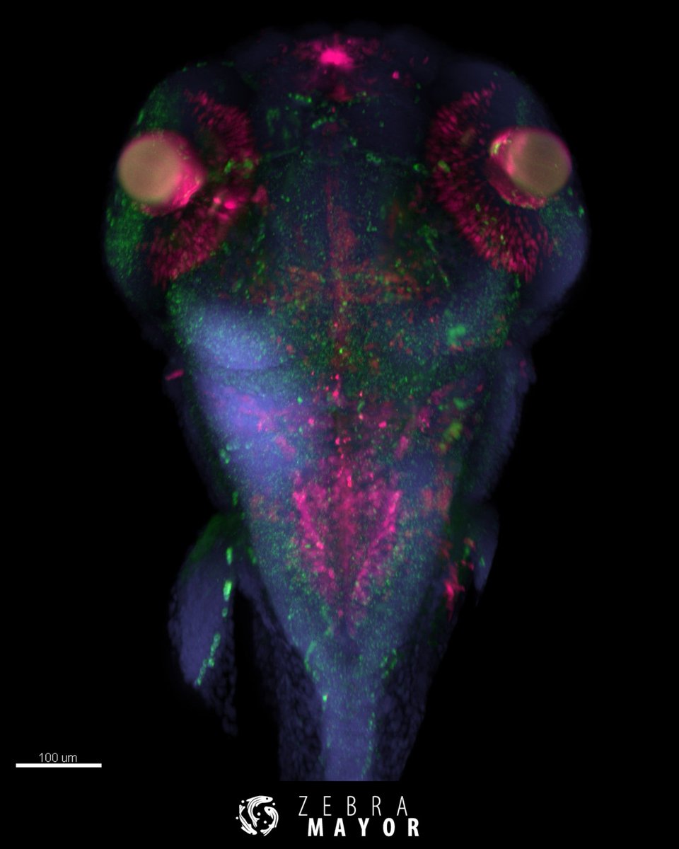Zebramayor tweet media