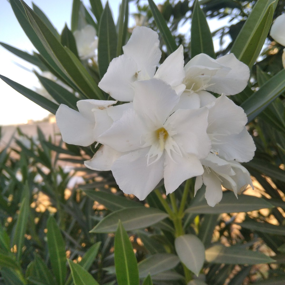 BasmJa179906's tweet photo. #صورة_ملف_شخصي_جديدة https://t.co/tW6SsUGnUY