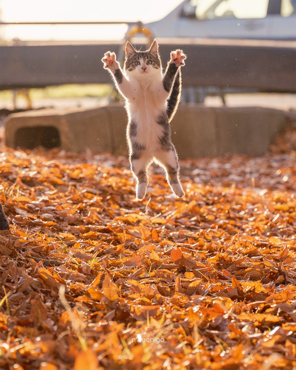 neko_m_echigo's tweet image. 落ち葉ダイブ