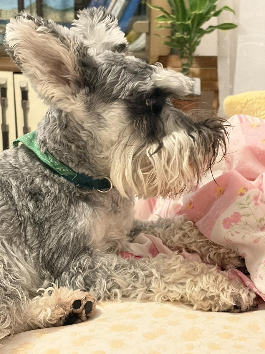 Чувар супруге, највернија подршка откако је на опоравку♥️