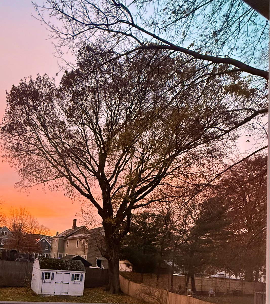 fxwright's tweet image. #tree