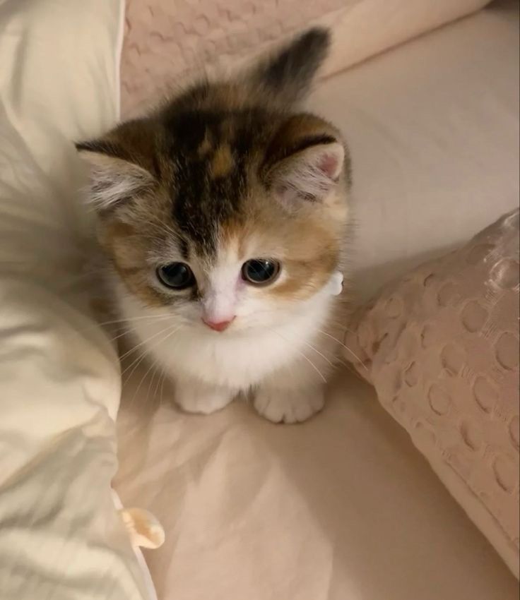 small kittens are cute (@smallcutekitten) on Twitter photo 