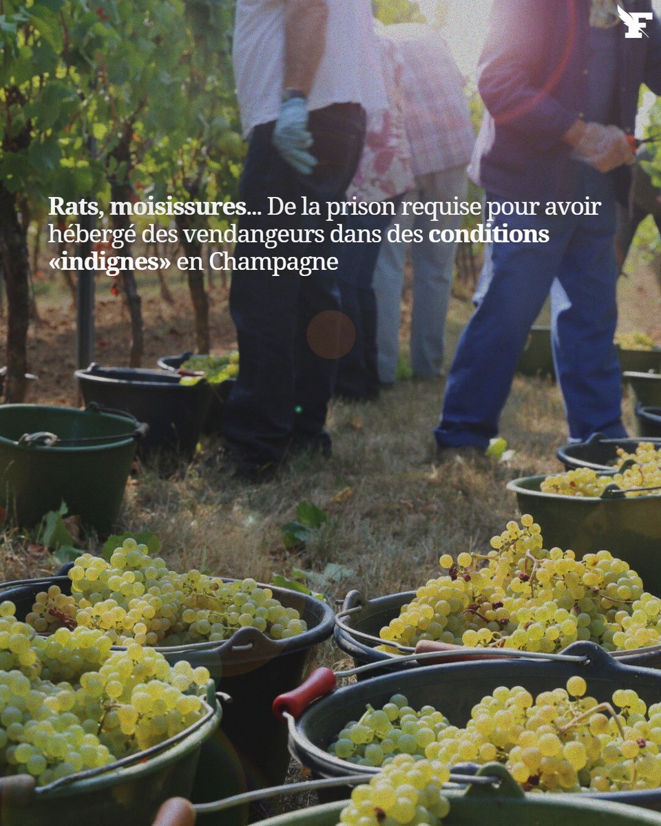 Le parquet a requis trois ans d’emprisonnement pour un chef d’entreprise qui aurait hébergé un groupe d’Ukrainiens dans des conditions inhumaines en Champagne lors des vendanges 2023.

Par Le Figaro avec AFP

👉 l.lefigaro.fr/WbO2