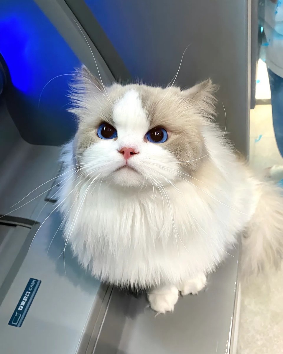 smallcutekitten's tweet photo. https://t.co/Ms5msGLoDU