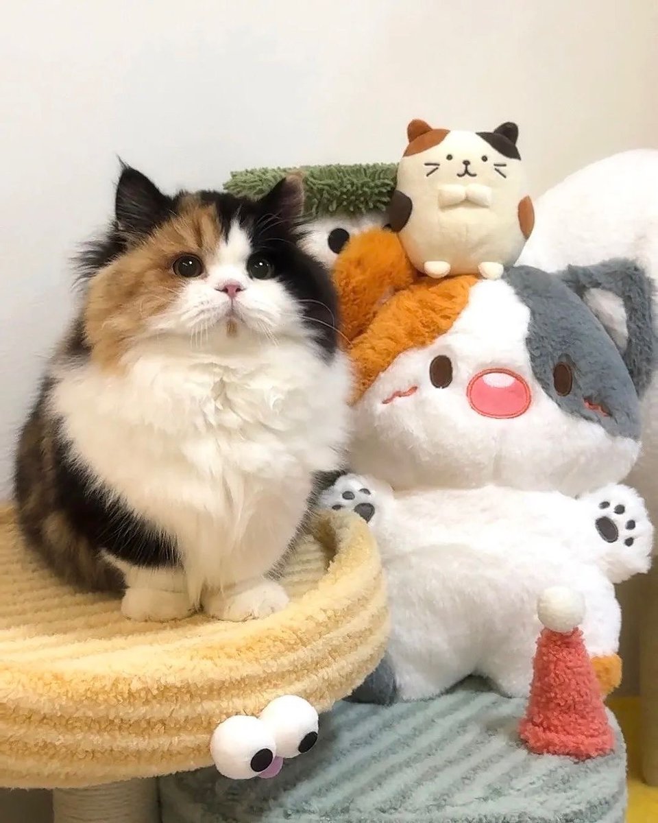 small kittens are cute (@smallcutekitten) on Twitter photo 