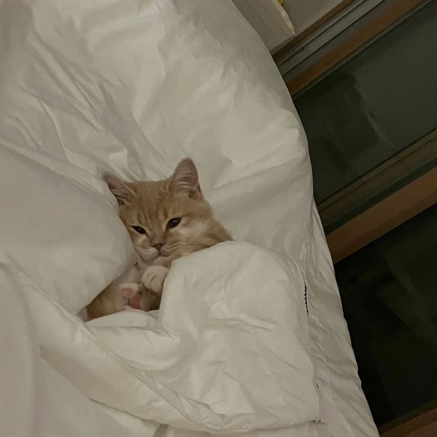 small kittens are cute (@smallcutekitten) on Twitter photo 