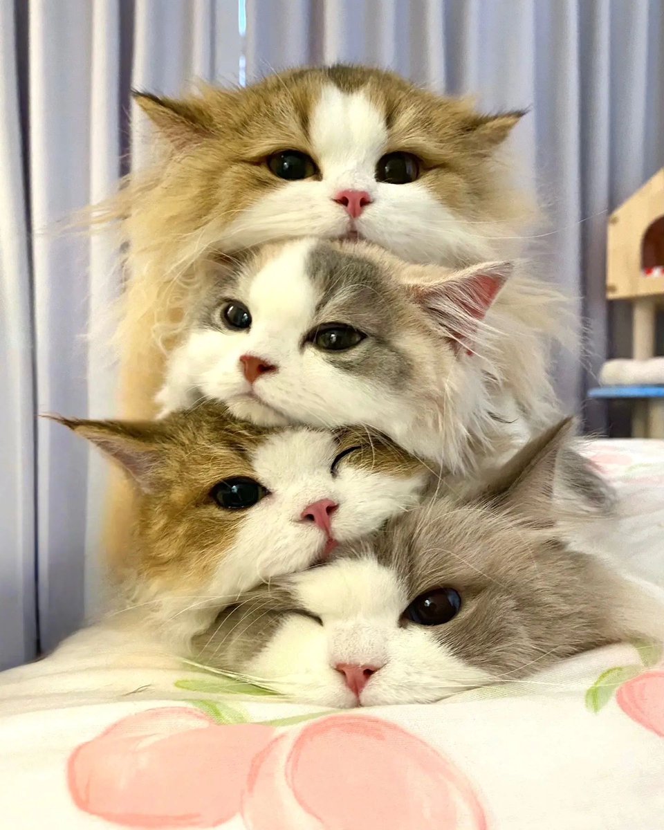 small kittens are cute (@smallcutekitten) on Twitter photo 