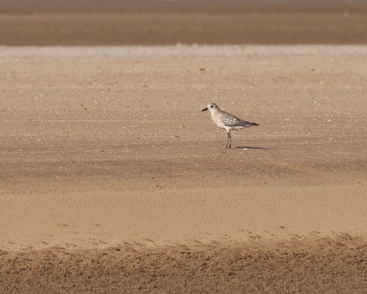 stephen_fricker's tweet image. Grey Plover (Pluvialis squatarola) at Lee Point!
Spotted this amazing Arctic migrant near Buffalo Creek yesterday.

On our shores they forage along beaches &amp;amp; tidal flats for worms, molluscs &amp;amp; crustaceans. Incredible travellers! 🌏✨ #Darwin #BirdsSeenIn2025 #Migration #Australia
