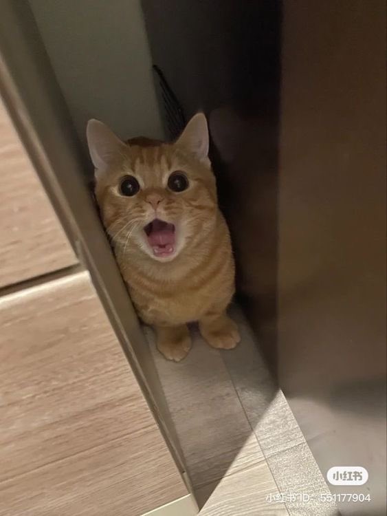 tokunoyushicom's tweet image. 윳냥이 숨바꼭질 하다 들킴 이정도로 놀램