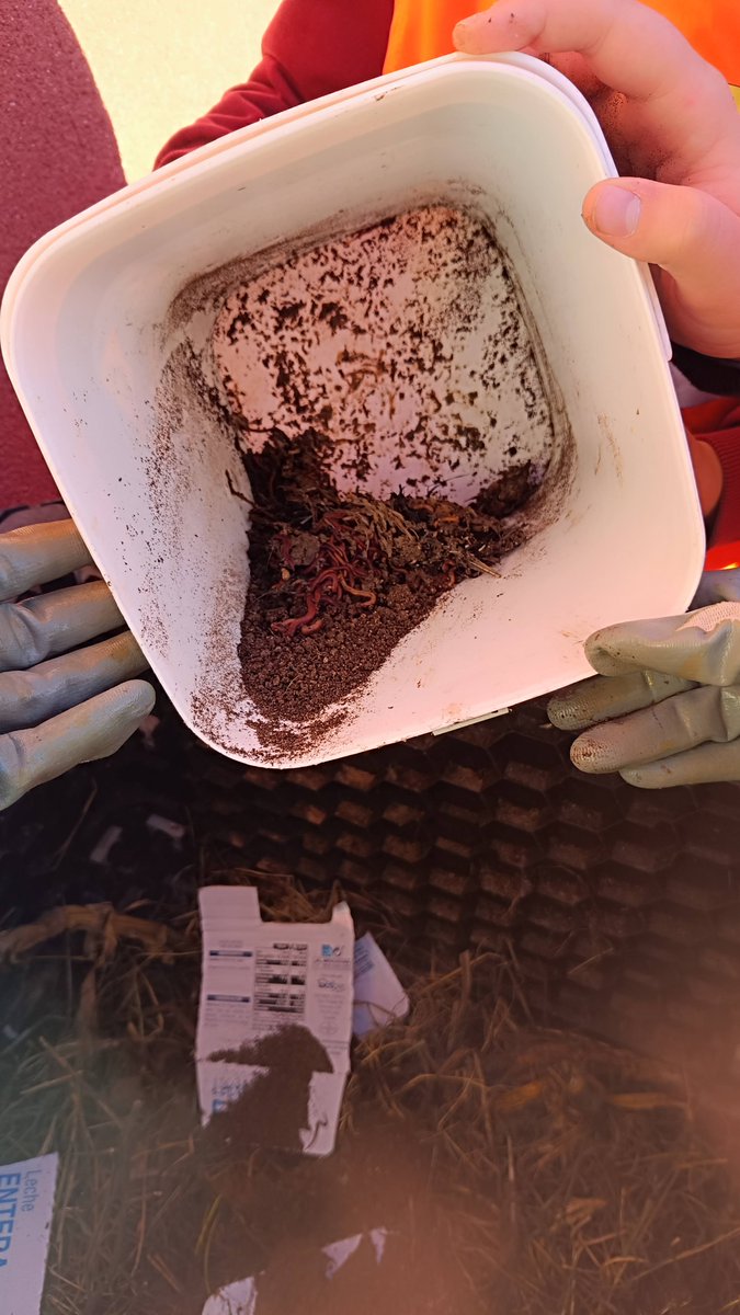 Continuamos con el cuidado y elaboración del compost, esta semana ha tocado el rellenado de lombrices por la ECOPATRULLA "de guardia" #huertoEscolar #compost #centroEducativoSostenibleCYL #DesdelaMañanaVidaSana