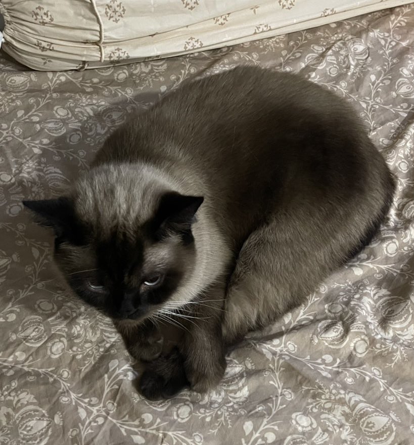 jf_foon's tweet image. นอนขดเหลือตัวจึ๋งเดว🤏🏻✨