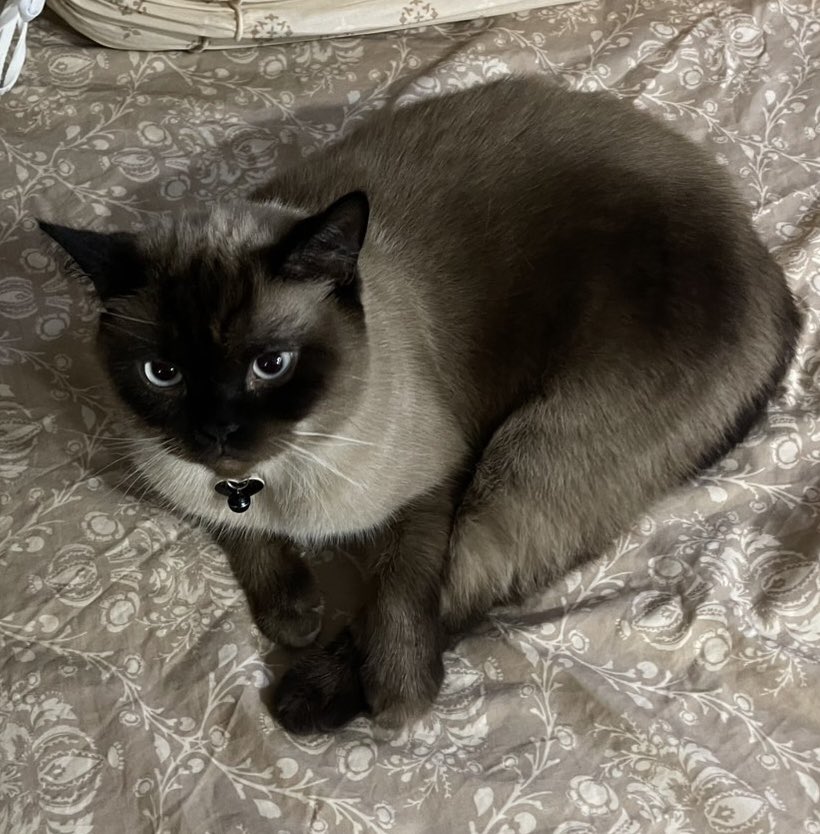 jf_foon's tweet image. นอนขดเหลือตัวจึ๋งเดว🤏🏻✨